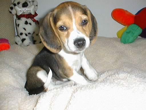 sparky 046